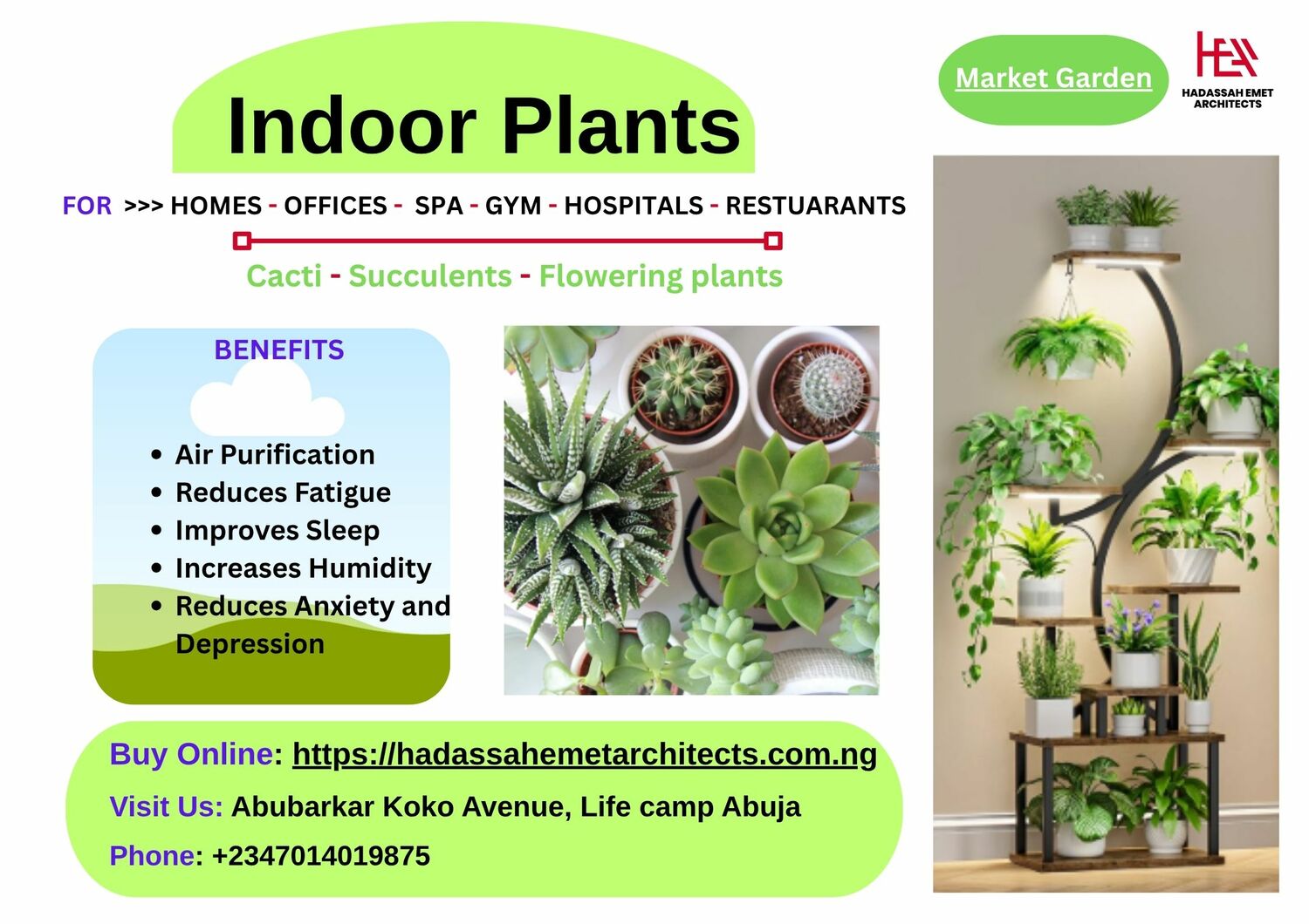 Indoor plants Indoor plant for homes, offices, Hospitals, Hotels and Restaurants